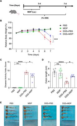 Postbiotic muramyl dipeptide alleviates colitis via activating autophagy in intestinal epithelial cells